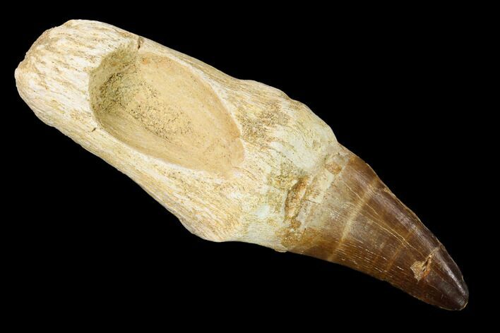 Fossil Rooted Mosasaur (Prognathodon) Tooth - Morocco #163920